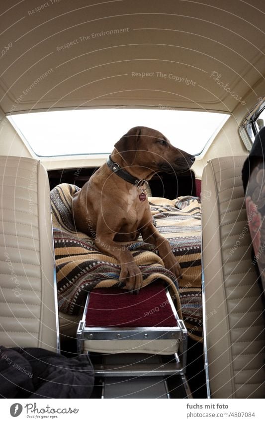 Hund im Oldtimer. ridgeback Rhodesian Ridgeback dodge charger mopar vintage car Jagdhund weitwinkel ami uscar tattooarm PKW Tier Haustier Außenaufnahme Wald