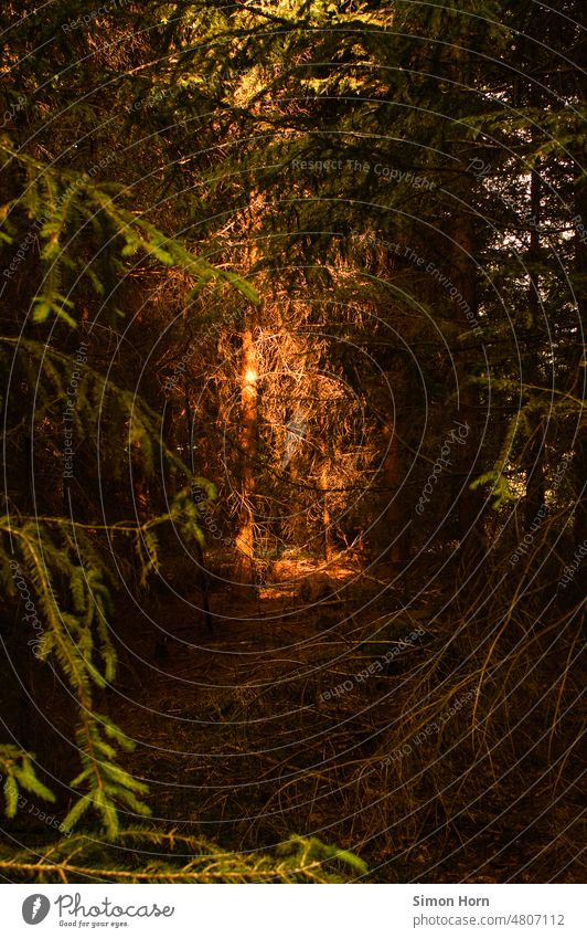 Lichtung Wald Trockenheit Lichterscheinung Unterholz Romantik Baum Natur Umwelt Sonnenlicht Photosynthese Dämmerung Märchen Märchenwald