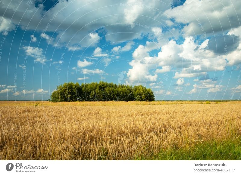 Die Bäume, die in der Mitte des Getreides wachsen Baum Weizen Ackerbau Wachstum Ernte ländlich Müsli Feld Himmel Landschaft Bauernhof Sommer Landwirtschaft gold