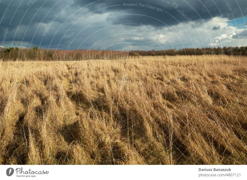 Dichte trockene Gräser auf einer wilden Wiese und bewölkter Himmel Gras trocknen dicht Landschaft Natur wolkig Wald ländlich Saison gelb im Freien Hintergrund