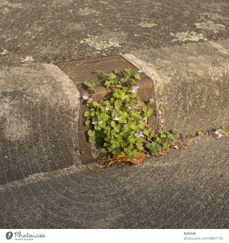 Natur pur, Wildblume wächst in unwirtlicher Umgebung aus Eisen Asphalt unf Beton Blume Regenrinne Wasserablauf Strasse Blümchen Frühling Bordstein