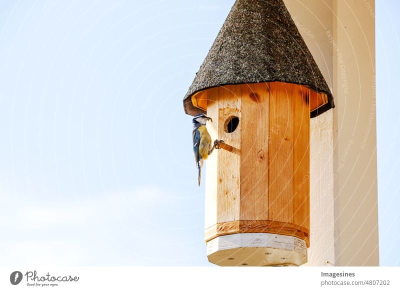 Eurasische Blaumeise (Cyanistes caeruleus) und DIY Nistkasten - Vogelhaus. Meise mit Raupe im Schnabel füttert die Küken Tier Tiernest Tierwelt