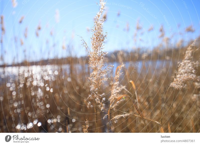 Schilfpflanze an einem See im Sonnenschein Umwelt Natur Landschaft Pflanze Himmel Wolkenloser Himmel Sonnenlicht Frühling Schönes Wetter ästhetisch frisch schön