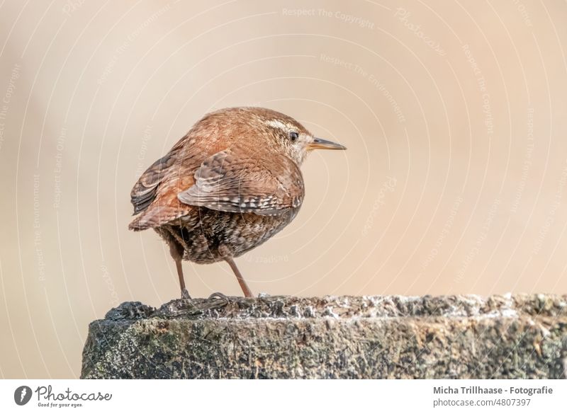 Zaunkönig auf einer Mauer Troglodytes troglodytes Tiergesicht Kopf Schnabel Auge gefiedert Feder Flügel Krallen Vogel Wildtier Natur Schönes Wetter Sonnenlicht