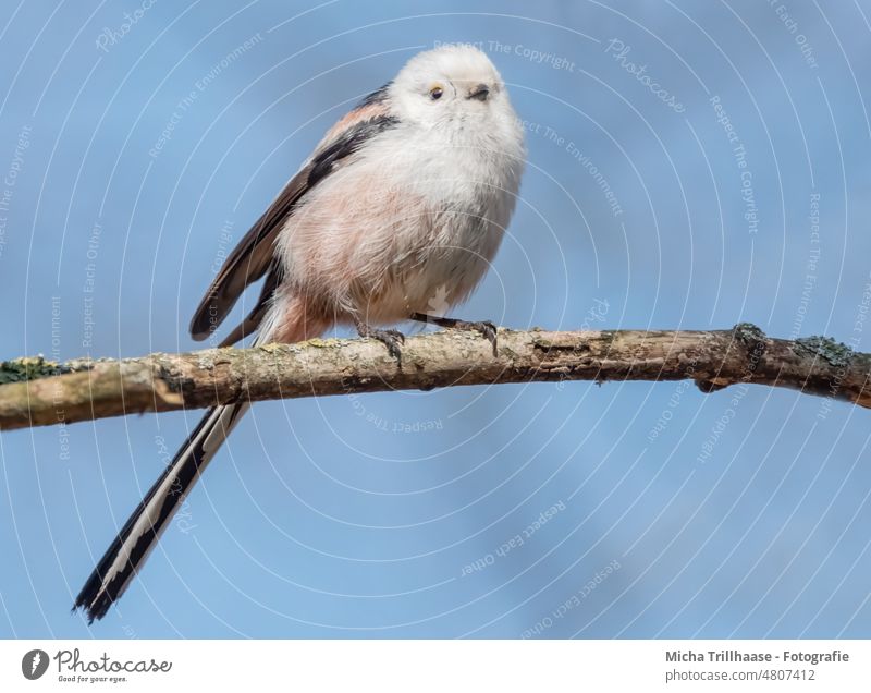 Schwanzmeise auf einem Ast Aegithalos caudatus Meisen Vogel Tiergesicht Flügel Krallen Kopf Feder Auge Schnabel Wildtier Blick Blickkontakt klein niedlich