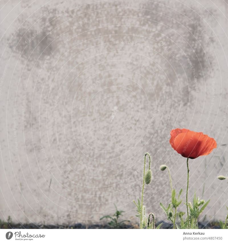 Rotes Mauerblümchen am Wegesrand vor grauem Hintergrund mauerblümchen Mauerblume Klatschmohn mauerblümchendasein Mohnblüte Wildblume rot Blüte Blume Wildpflanze