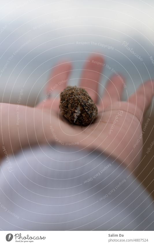 Sandmuschel aus der Nähe. sandig Miesmuschel Muscheln Nahaufnahme schließen abschließen Naturverbundenheit Der Natur nahe Porträt Hochformat Porträtmalerei