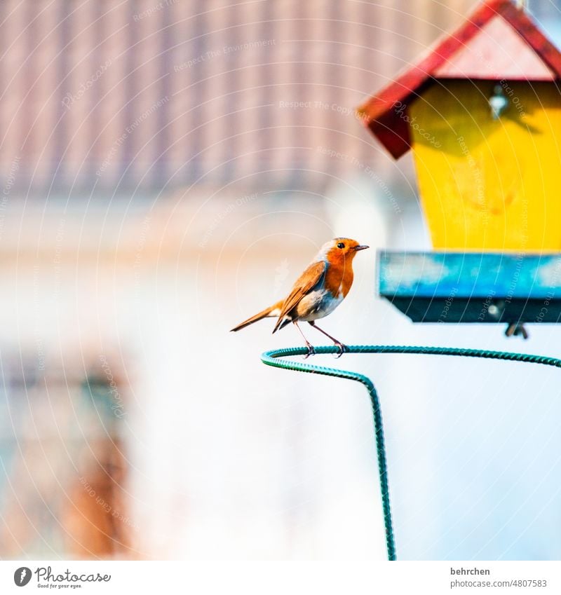 kleine schönheit Rotkehlchen Umwelt Vogelhäuschen Vögel füttern niedlich Feder Singvögel Natur Fressen Garten Farbfoto Menschenleer Tierporträt Herbst Winter