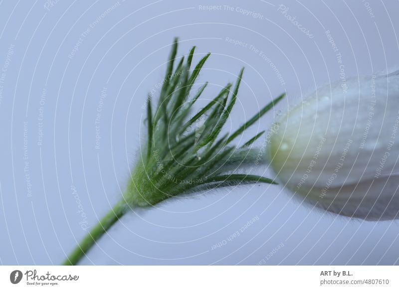 Westwind blume deko weiß grün garten wassertropfen schlicht zart Küchenschelle Pulsatilla vulgaris unscharf