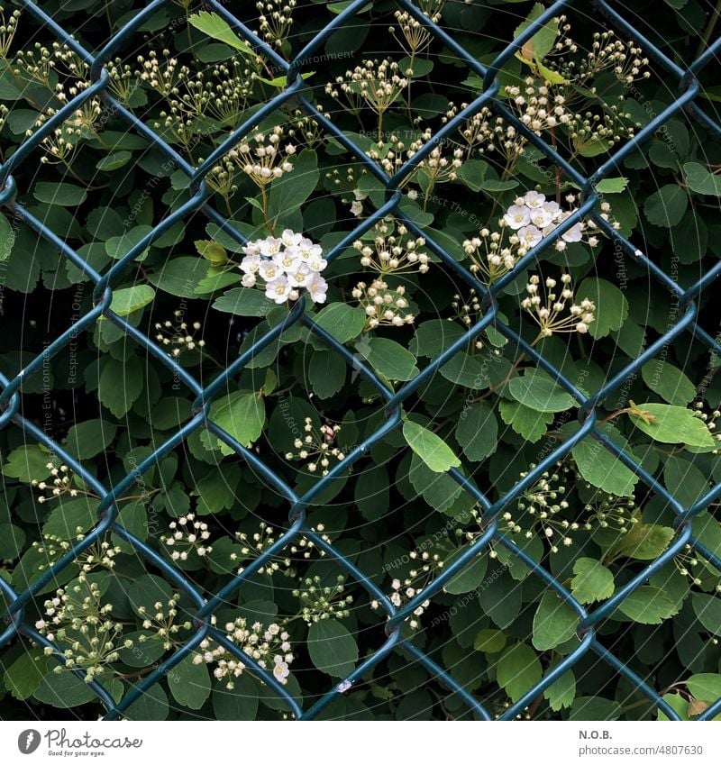 Spierstrauch hinter Maschendrahtzaun Zaun Pflanze Blüte Blühend blühen Außenaufnahme Natur Menschenleer Drahtzaun Nahaufnahme Farbfoto Schutz Sicherheit Garten