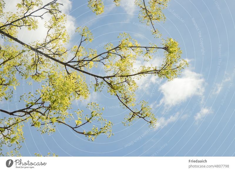 Ast mit frischen grünen Trieben vor blauem Himmel mit kleinen weißen Wölkchen Zweig Frühling Natur Blatt Blüte maigrün Blauer Himmel Schäfchenwolken