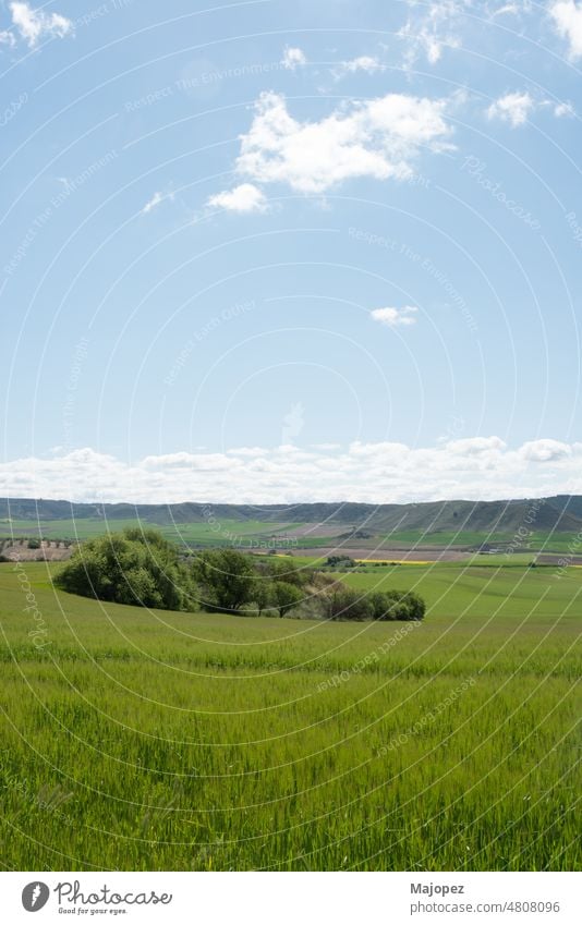 Vertikale Aufnahme eines Getreidefeldes im Frühling. Blauer Himmel mit einigen Wolken. Alcala de Henares, Madrid Landschaft Cloud natürlich Umwelt Ackerbau