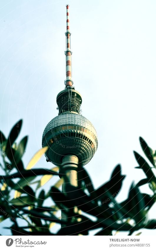 Wahrzeichen Berliner Fernsehturm in der Abendsonne heute mal hinter Zweigen eines jungen Olivenbaumes Bundeshauptstadt Olivenzweige Pflanze leuchten