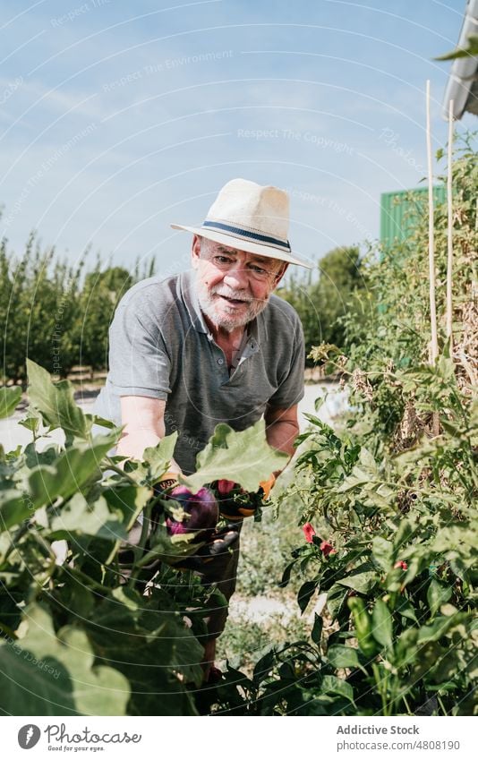 Älterer Gärtner pflückt reifes Gemüse im Garten Landwirt Mann pflücken abholen Aubergine Ernte Bauernhof gealtert männlich Ackerbau Schonung graues Haar