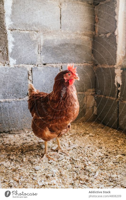 Hühner auf dem Bauernhof Futter Pute Hähnchen Haus ländlich heimisch Federvieh Landschaft Mann männlich Vogel Tier Viehbestand Dorf Türöffnung rustikal schäbig