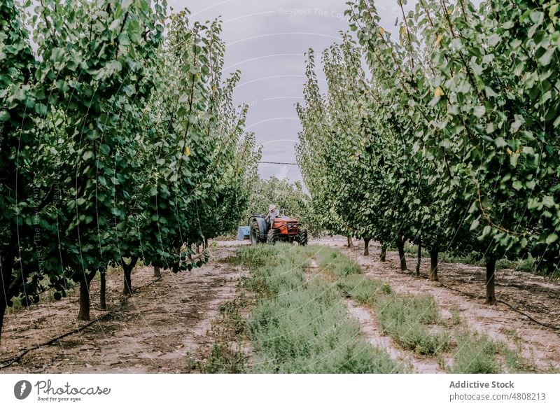 Älterer Mann fährt Traktor auf einem Bauernhof Laufwerk Obstgarten Landwirt Sommer Baum Ackerbau Arbeit Landschaft männlich älter Senior gealtert Schonung