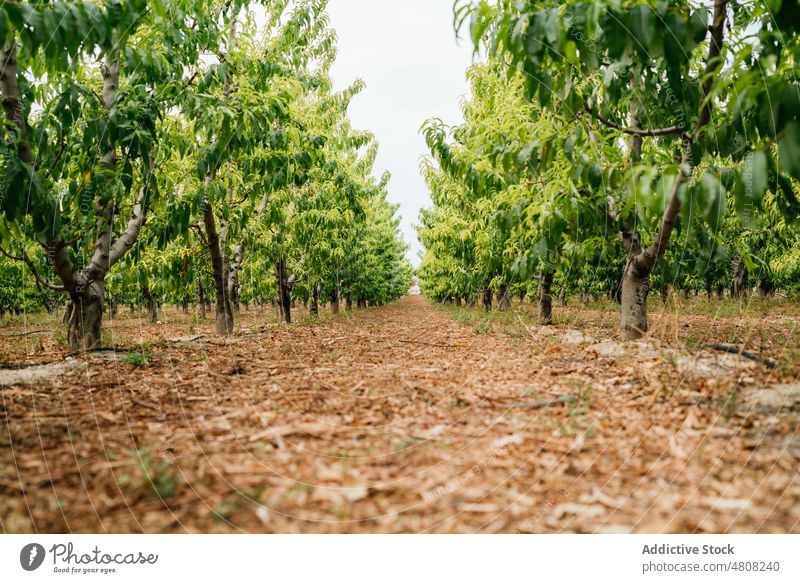 Weg inmitten von Obstbäumen im Obstgarten Baum Frucht Sommer Blatt Zweig Deckung trocknen Landschaft Bauernhof Laubwerk kultivieren Saison Boden Wachstum