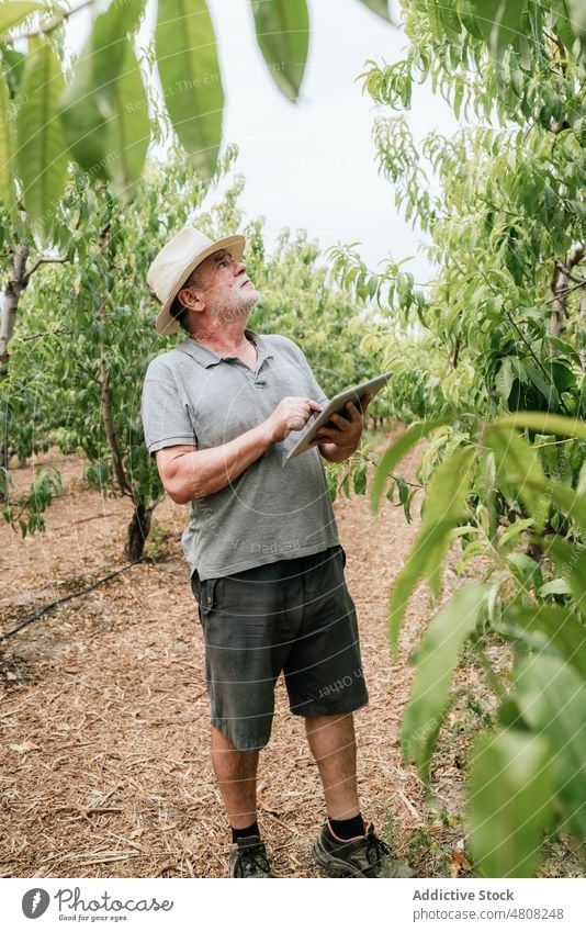 Ein älterer Landwirt benutzt ein Tablet in der Nähe von Obstbäumen Mann benutzend Tablette prüfen Baum berühren Ast Obstgarten online männlich Pflanze Bauernhof