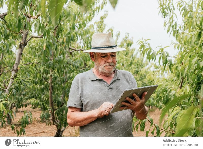 Ein älterer Landwirt benutzt ein Tablet in der Nähe von Obstbäumen Mann benutzend Tablette prüfen Baum berühren Ast Obstgarten online männlich Pflanze Bauernhof