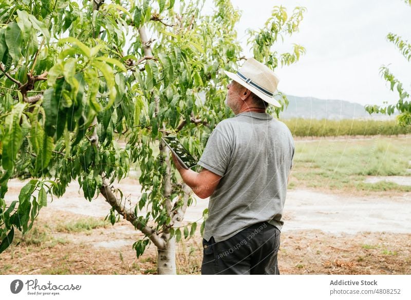 Ein älterer Landwirt benutzt ein Tablet in der Nähe von Obstbäumen Mann benutzend Tablette prüfen Baum berühren Ast Obstgarten online männlich Pflanze Bauernhof