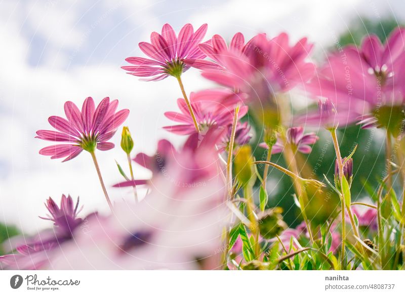 Low Perspektive eines schönen Frühlingszeit floral Bild gegen Himmel geblümt Blumen Hintergrund frisch purpur angiosperma Osteospermum Dimorphoteca Muster