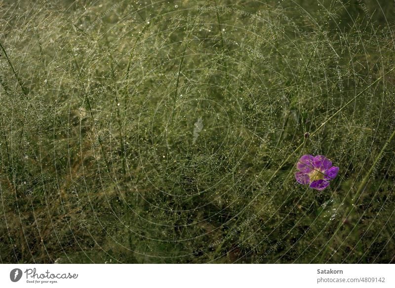 Eine rosafarbene Blüte auf dem Cyrtococcum patens Feld Unkraut im Freien Pflanze fallen Umwelt Hintergrund Blume Natur frisch Blatt natürlich grün Wildblume