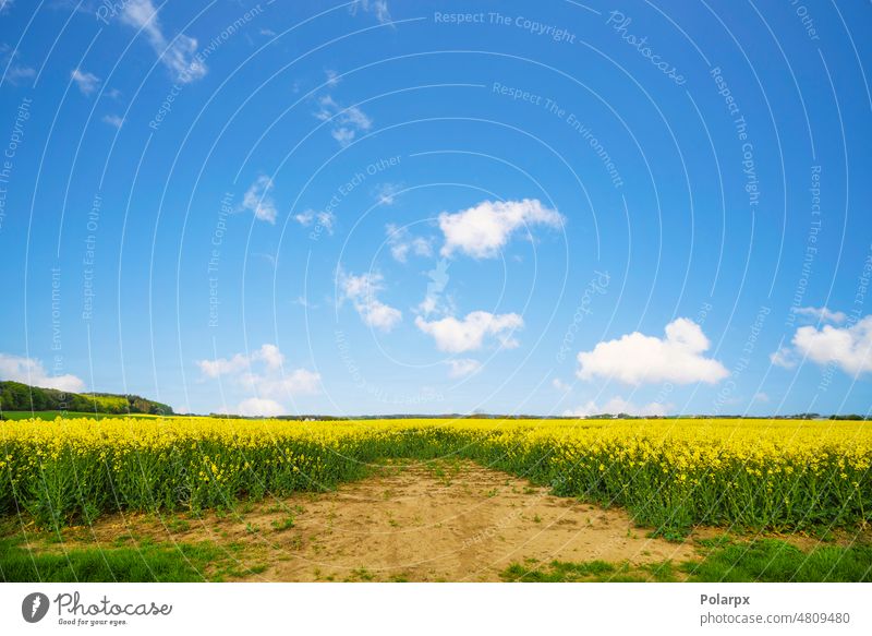 Trockener Boden auf einem Rapsfeld in einer ländlichen Landschaft Blüte Frühling Ackerland Pflanzen Industrie Ölraps Bodenbearbeitung Sommerzeit Energie