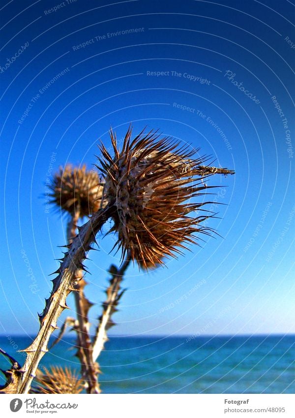 Stranddistel Distel See Meer Pflanze stechen Stachel blau Himmel Ostsee Makroaufnahme pieks blue sting