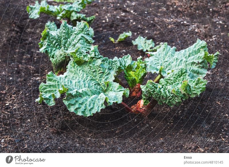 Rhabarbersprossen und -blätter im Frühjahr in Nahaufnahme Garten Boden wachsend Sprossen Frühling Gartenbeet kultiviert organisch frisch Natur Pflanze