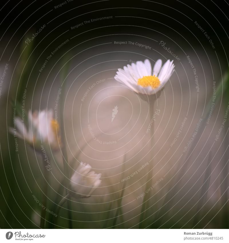 Blühende Gänseblümchen auf der Wiese Bellis perennis Blüten weiss gelb Gras Pflanze Natur Schwache Tiefenschärfe Frühling Frühlingsblume zart