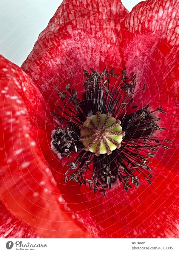 Mohnblüte Mohnkapsel Blütenblatt Staubfäden Inneres Stempel Blume Pflanze Nahaufnahme Sommer Außenaufnahme schwarz grün Natur Farbfoto rot Menschenleer