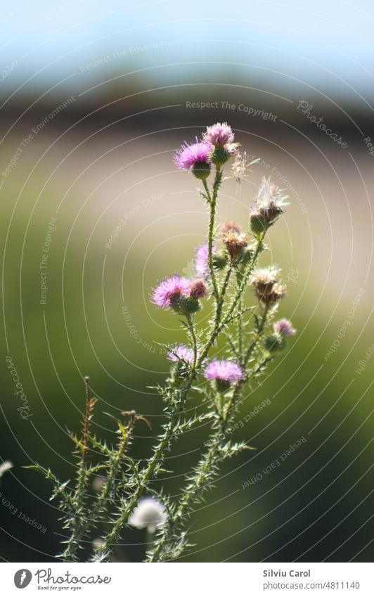 Nahaufnahme von stacheligen pflaumenlosen Distelblüten mit unscharfem Hintergrund Pflanze Stachelige Kratzdistel Blatt natürlich wild Blüte rosa Natur grün