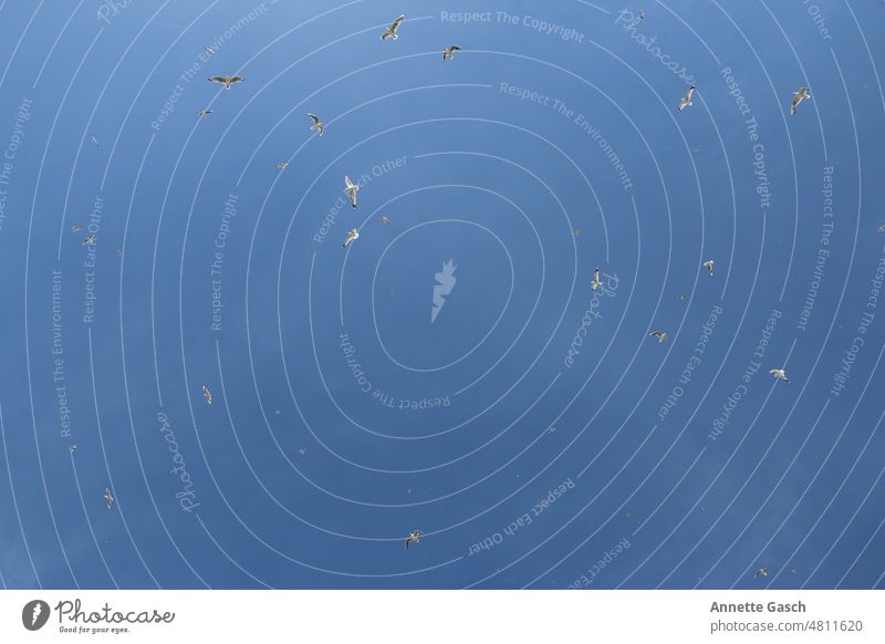 Möwen am Himmel blau Vögel fliegen Tiere