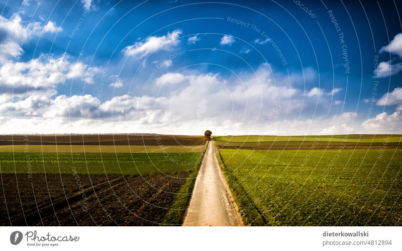 Straße ins nichts Landstraße Weg Natur Horizont Himmel Acker Landwirt Landwirtschaft Wolken Ackerbau Landschaft Umwelt Feld Zukunft Perspektive Sommer