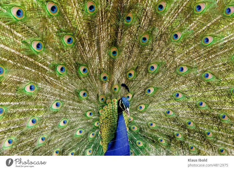 Pfau mit Rad Nature Tiere Außenaufnahme nature Pfauenfeder Nahaufnahme Pfauenrad Pfauenfedern Pfauenhals Vogel Feder schön blau Stolz ästhetisch Farbfoto