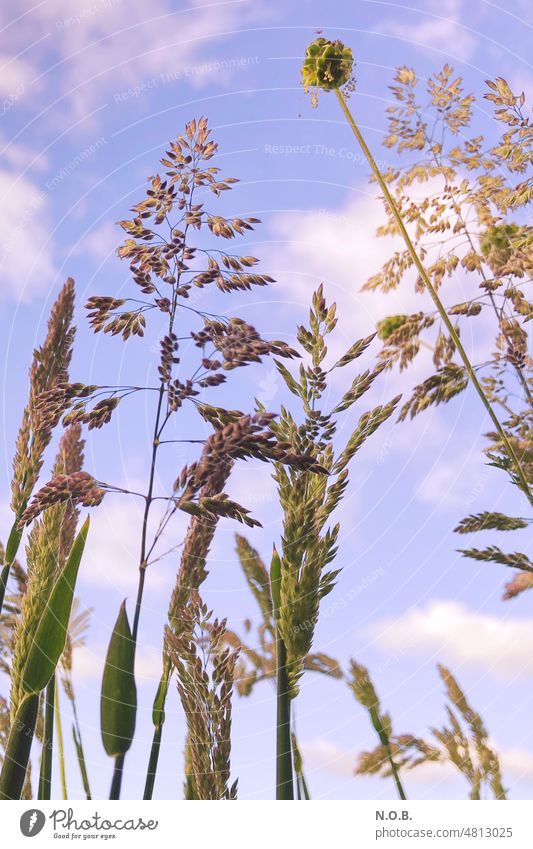 Gräser in Farbe Gräserblüte Gräserpollen Außenaufnahme Menschenleer Farbfoto Gras Natur Pflanze Sommer Wiese Umwelt grün Tag Sonnenlicht Schönes Wetter Licht