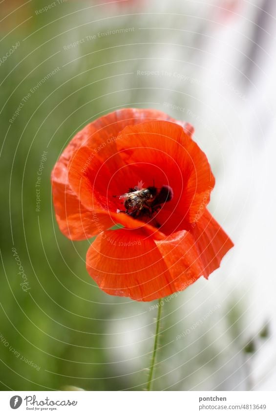 Eine Wespe sitzt in einer mohnblüte. Mohnblume wespe insekt natur Sommer Makroaufnahme Pollen Insektensterben umweltschutz Insektenschutz