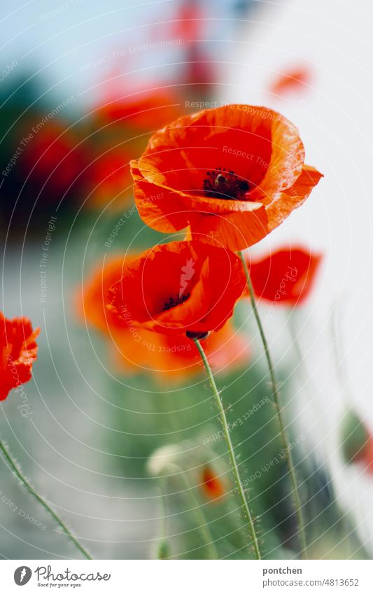 Blühende mohnblumen an einer Mauer Mohn Mohnblüte Blüte Blume rot Pflanze Natur Wildpflanze Frühling Sommer blühen