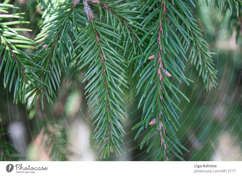 Nahaufnahme von Zweigen eines Nadelbaums nadelhaltig Nadelwald Baum Wald Farbfoto grün Tanne Baumstamm Pflanze Landschaft Natur Umwelt Fichte Tannenzweig Bäume