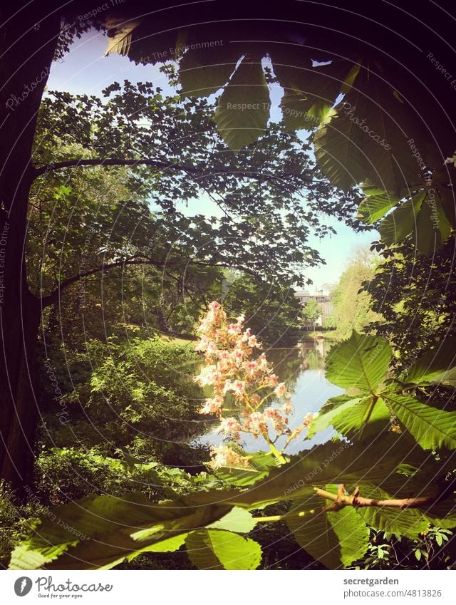 [UrbanNature HB] Voll das blühende Leben Frühling Bremen Teich Durchblick grün Blüte Pflanze Blume Garten schön Nahaufnahme Blühend gelb Tag Sommer