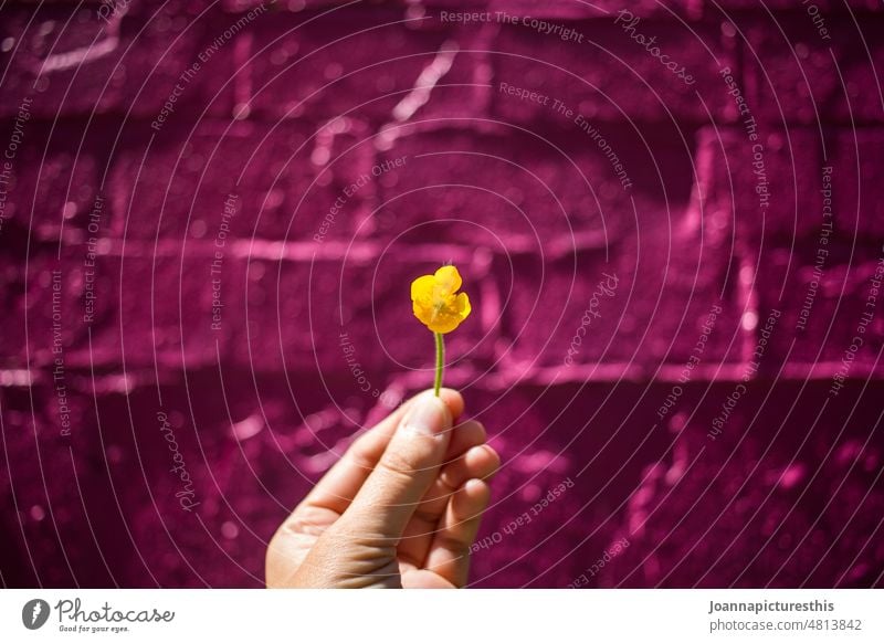 Gänseblümchen vor pinker Mauer Blume Hand Blüte Frühling Blühend Außenaufnahme Schwache Tiefenschärfe urban magenta gelb Farbfoto rosa