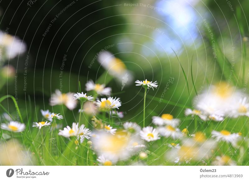 Gänseblumen Gänseblümchen Natur Sommer Blume Wiese gelb Gras Blüte weiß