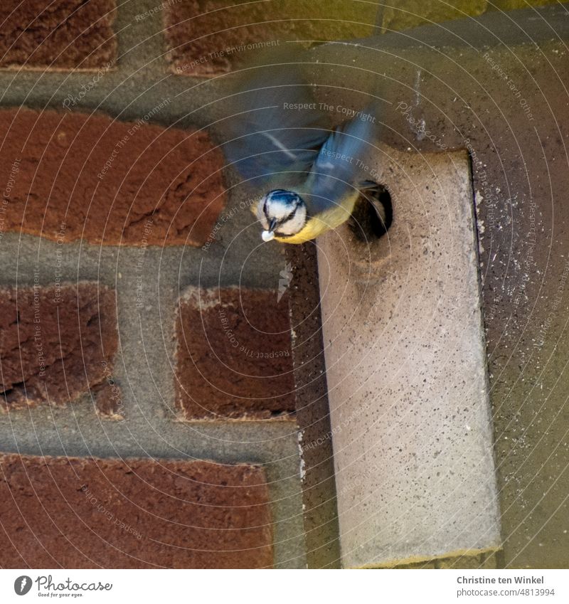 Eine Blaumeise fliegt aus dem Nistkasten, im Schnabel trägt sie den Kot Ihrer Jungen Meise Cyanistes caeruleus Meisenkasten Vogelkot Fäkalsack wild aufräumen