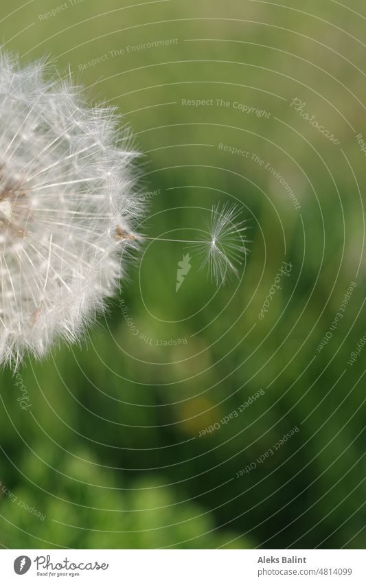 Pusteblume mit einem heraus stehenden Samen Löwenzahn Pflanze Schwache Tiefenschärfe Blume Makroaufnahme Detailaufnahme Natur zart Leichtigkeit Wildpflanze