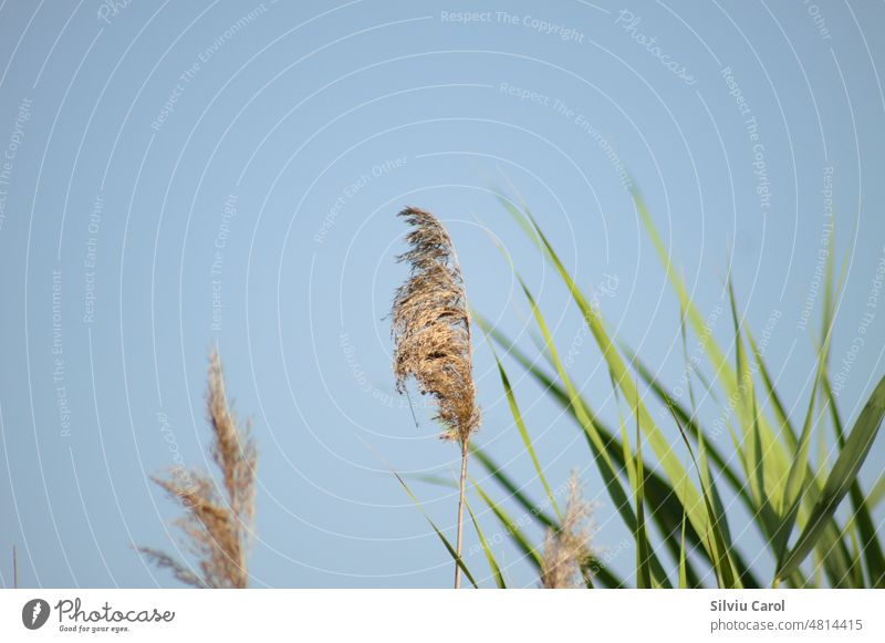 Nahaufnahme von Schilfsamen mit selektivem Fokus im Vordergrund und blauem Himmel im Hintergrund Natur Wind Schilfrohr Samen Frühling Pflanze Flora allgemein