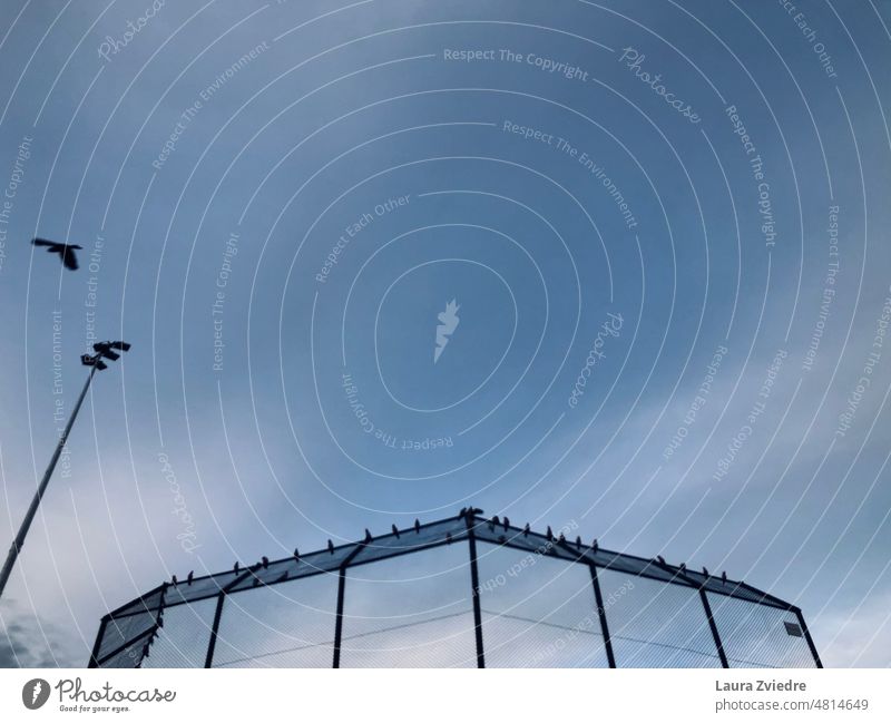 Die Papageien und das Heimchennetz Papageienvogel Vogel Vögel Tier Cricket-Netz Kricket Natur Himmel Sport Blauer Himmel blauer Himmel mit Wolken Farbfoto