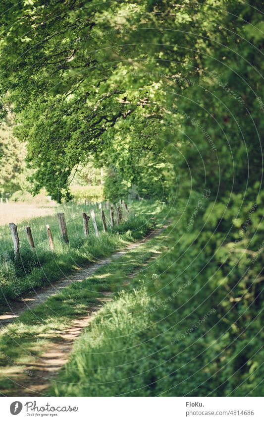 Grüner Feldweg auf dem Land Weg Landschaft Natur Pflanzen Bäume Wanderweg Wanderung wandern grün Umwelt Wald Baum Erholung Urlaub Tourismus Sommer Reise Tag