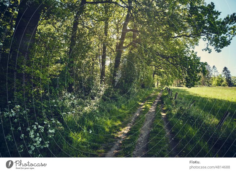 Schattiger Feldweg auf dem Land Grün Weg Landschaft Natur Pflanzen Bäume Wanderweg Wanderung wandern grün Umwelt Wald Baum Erholung Urlaub Tourismus Sommer