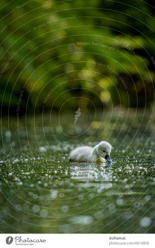 kleines Schwanenküken schwimmt auf Teich Futtersuchend Vogel Vögel Nachwuchs Babys Küken Schwäne flauschig Tier Wasservogel Wiese an Land weiß Schnabel schön