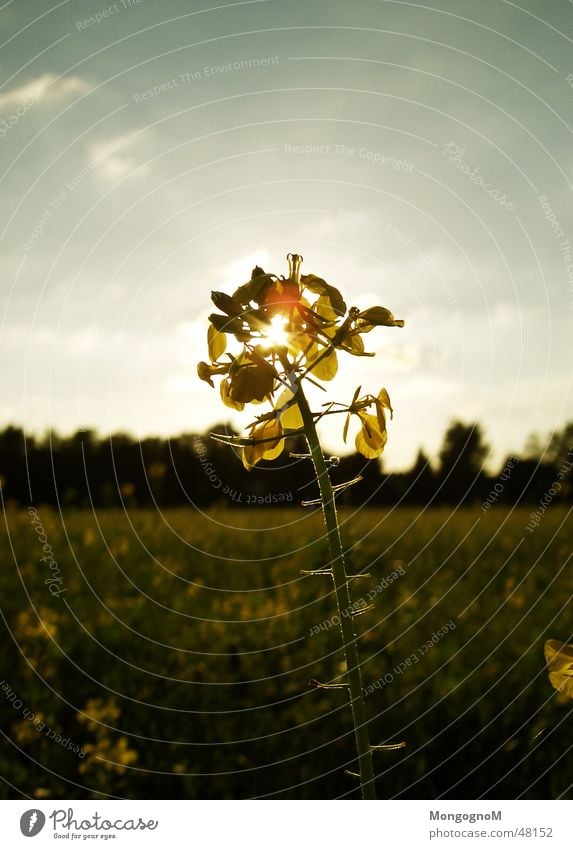 Feldblume Blume Sonnenuntergang Wiesenblume